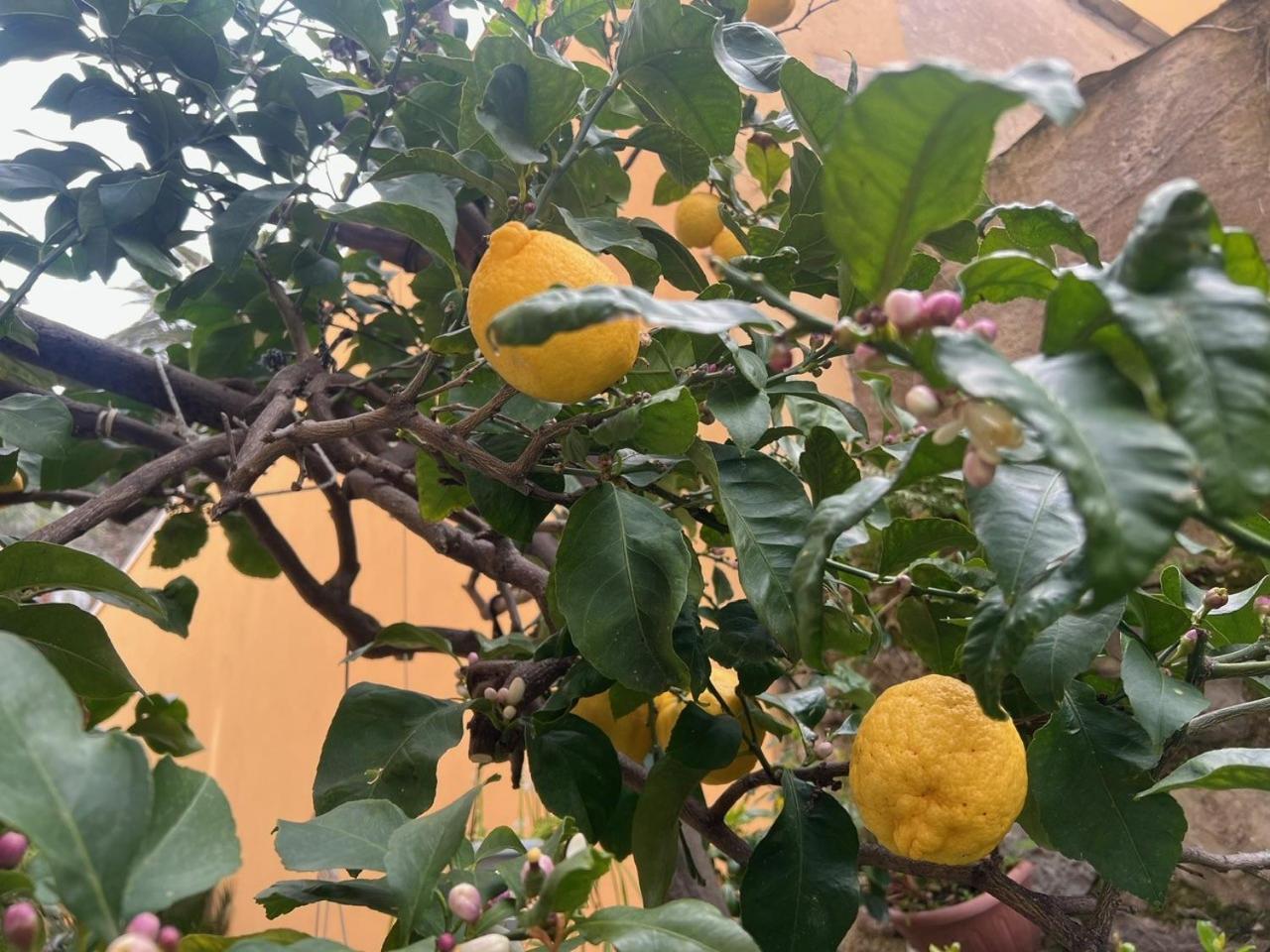 Appartamento Vicino Al Mare 莫内利亚 外观 照片